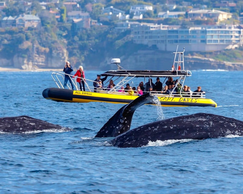 Dana Point 2-Hour Zodiac Whale Watching Cruise