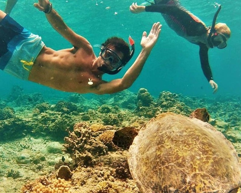 Oahu Circle Island Tour & North Shore Turtle Swim