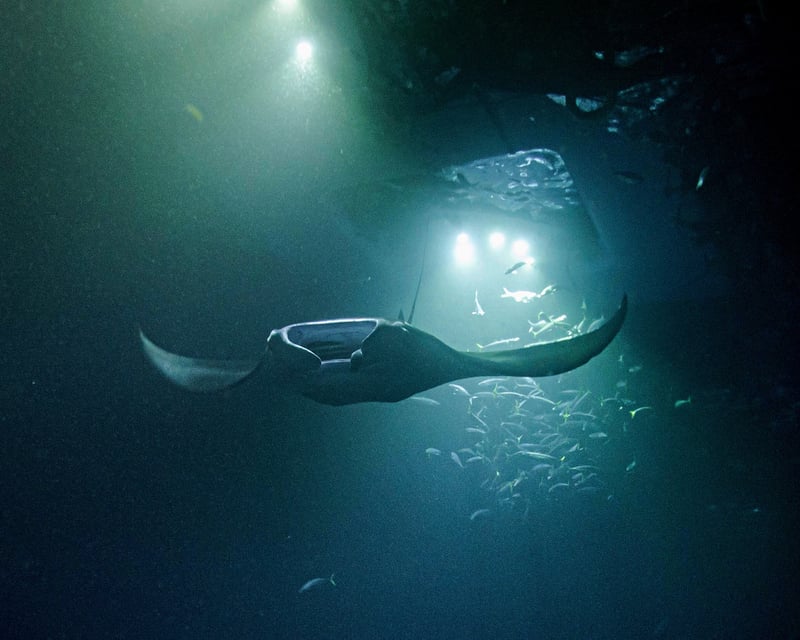 Manta Ray Night Snorkel & Sunset Cruise in Kailua-Kona