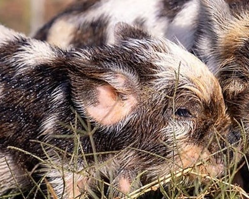 Kunekune Pig Cuddling Farm Tour in Burleson