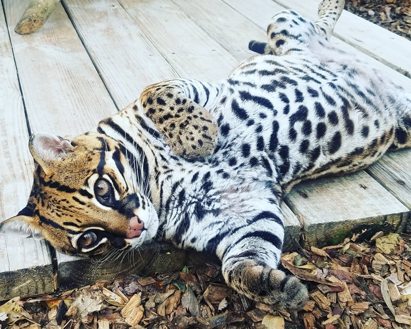 Small Cat Keeper Experience in Loxahatchee