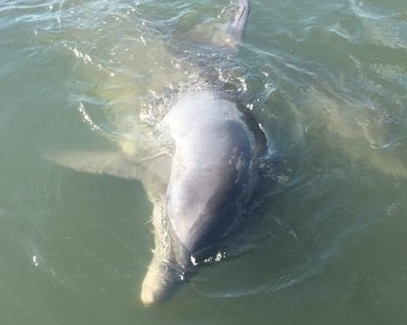 Private Dolphin Watching Boat Tour in Folly Beach