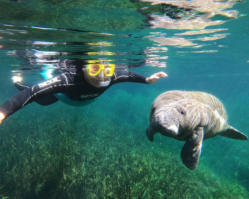 3-Hour Manatee Snorkel Tour in Crystal River