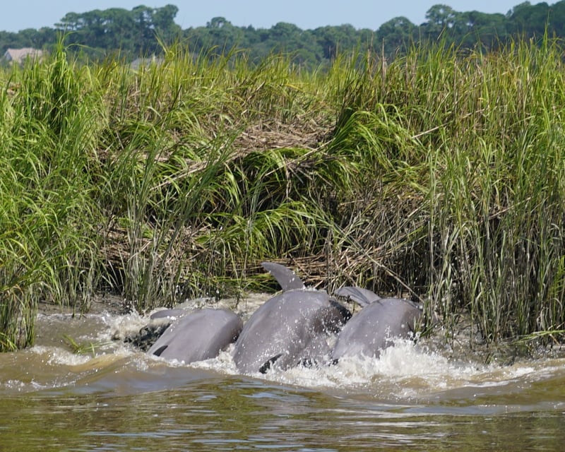 Private Dolphin Strand Feeding Tour in Hilton Head Island