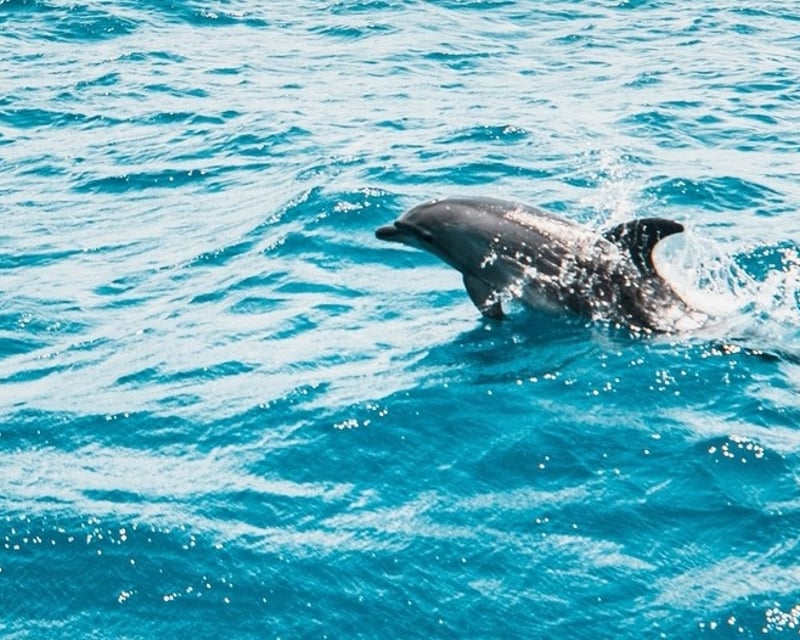 Shell Island Dolphin Cruise from Navarre