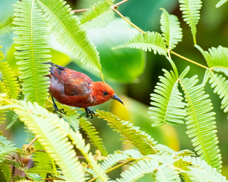 Guided Bird Discovery Walk in Kapalua