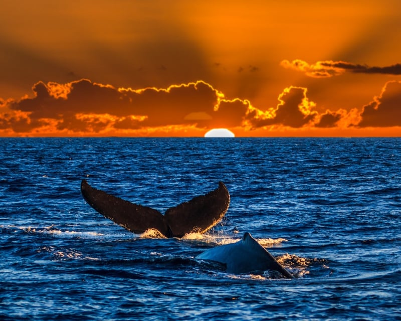 Waikiki Whale Watching Cruise