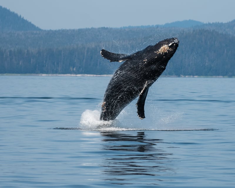 2-Hour Whale & Wildlife Tour in Sitka