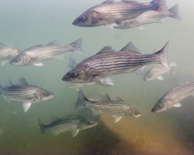 Saluda River Striped Bass Snorkel Tour in Columbia