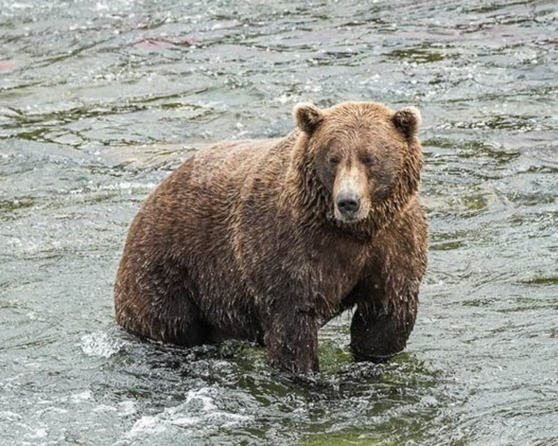 Alaska Wildlife Conservation Center Tour from Anchorage