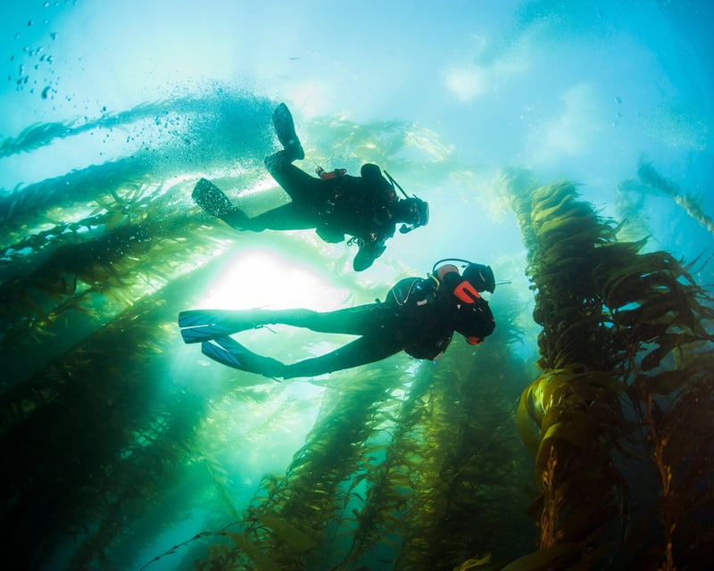 Guided Kelp Forest Shore Dive in Monterey