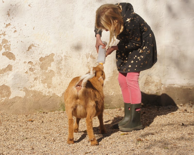Farm Animal Husbandry With Baby Animals