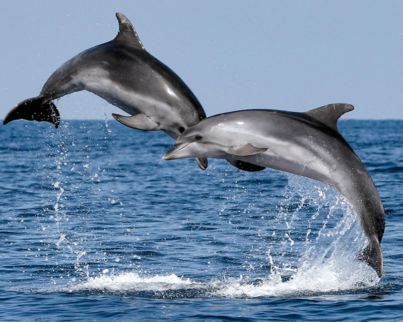 Dana Point 3-Hour Dolphin & Whale Cruise