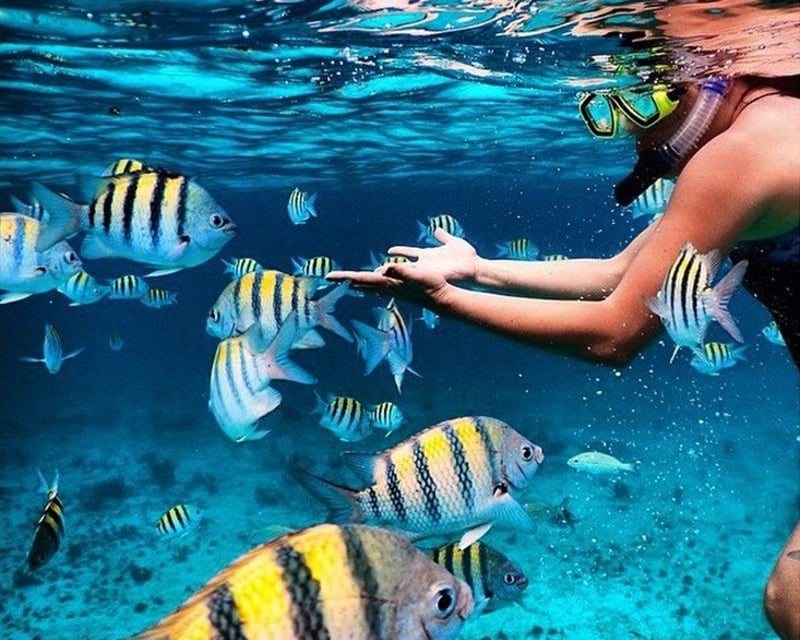 Private 3-Hour Snorkel Tour at John Pennekamp
