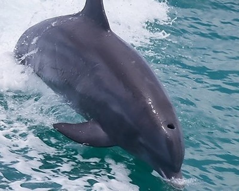Guided Eco Tour in the Florida Keys