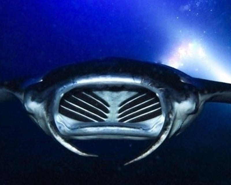 Private Sunset Manta Ray Snorkel Charter in Kawaihae