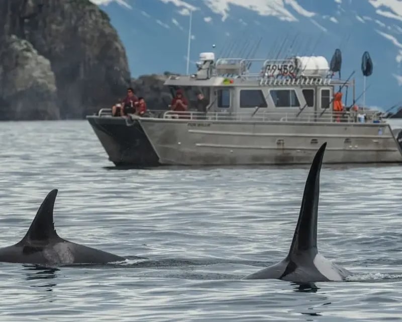 Glacier Kayak & Fishing Charter in Kenai Fjords