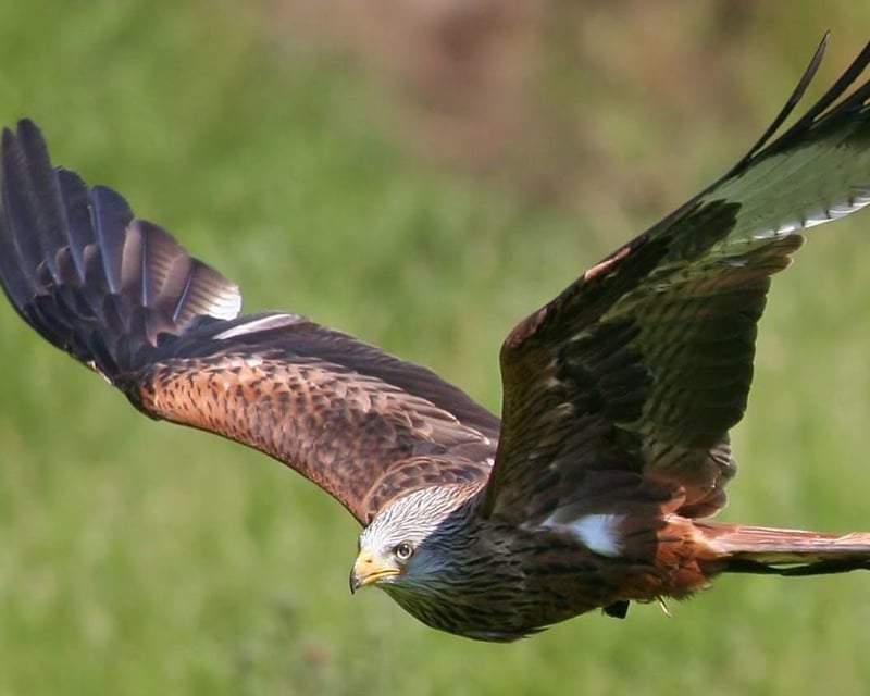 Free-Flight Hawk Walk Falconry Experience in Columbus