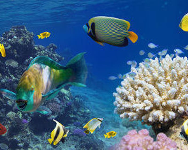 Captain Cook Monument Snorkel Tour in Kealakekua Bay