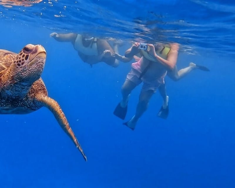 Honolulu Guided Turtle Snorkeling Tour