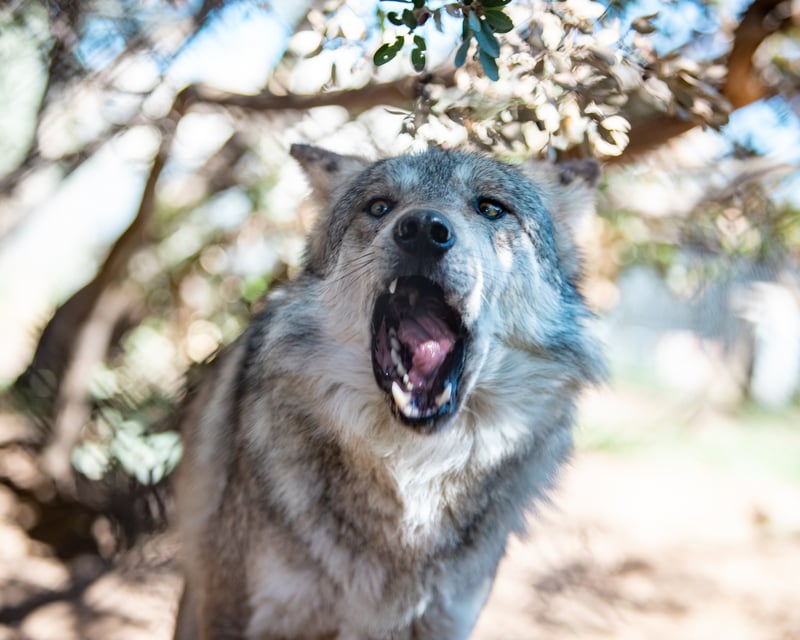 Julian Holiday Wolf Enrichment Tour