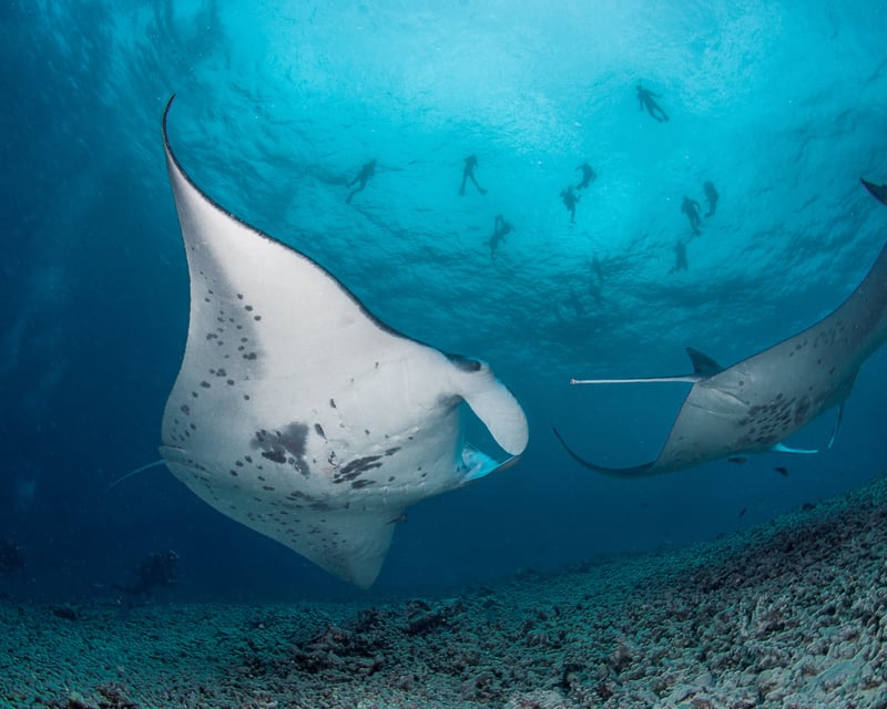 Dive Makako Bay 2-Tank Manta Ray Night Charter