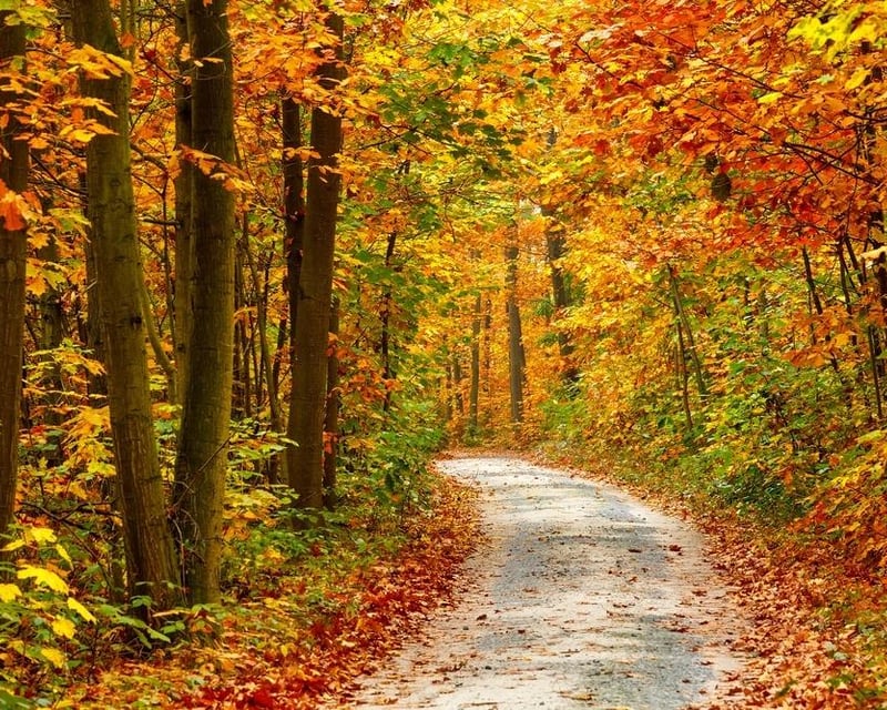 Smoky Mountains Fall Foliage Driving Tour from Sevierville
