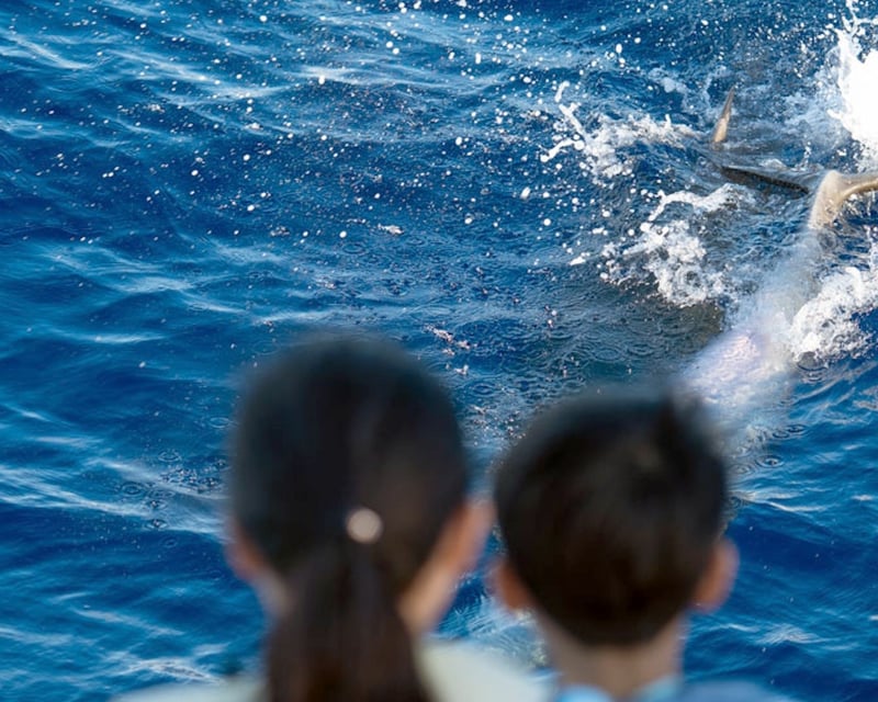 Afternoon Dolphin Watch & Snorkel Tour in Kona