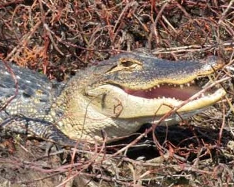 Private Everglades Airboat Tour