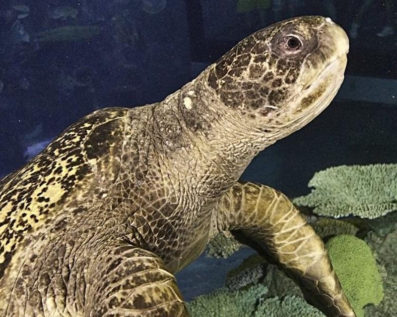 Private Sea Turtle Encounter at Downtown Aquarium Denver