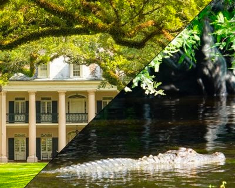 Oak Alley Plantation & Covered Swamp Boat Tour
