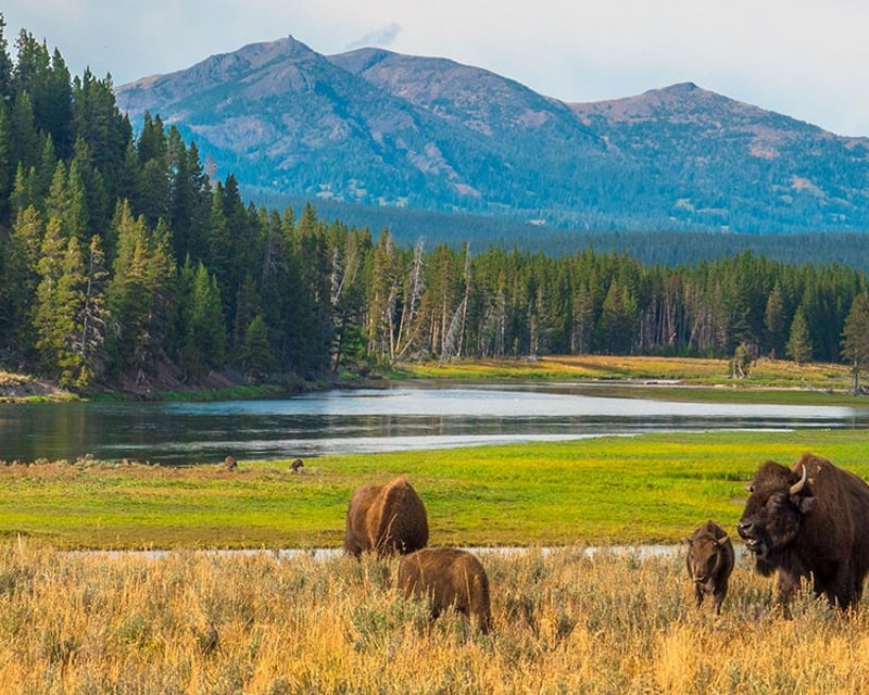 Private Guided Tour of Yellowstone's Lower Loop