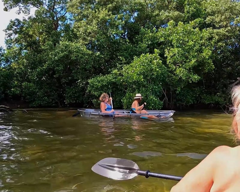 Clear Kayak Mangrove Tour in Bradenton