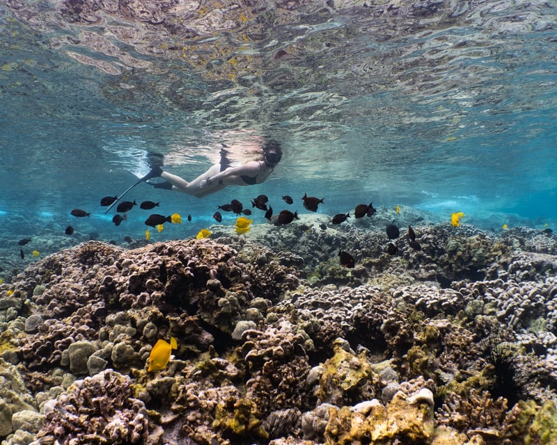 Kealakekua Bay Snorkel Boat Tour to Captain Cook Monument