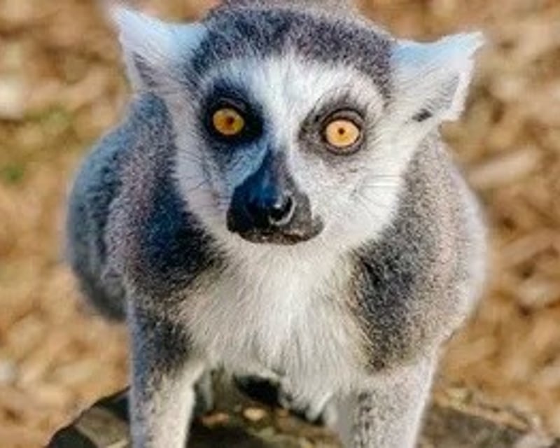 Zoo Admission with Guided Wildlife Walk in Hogansville, GA