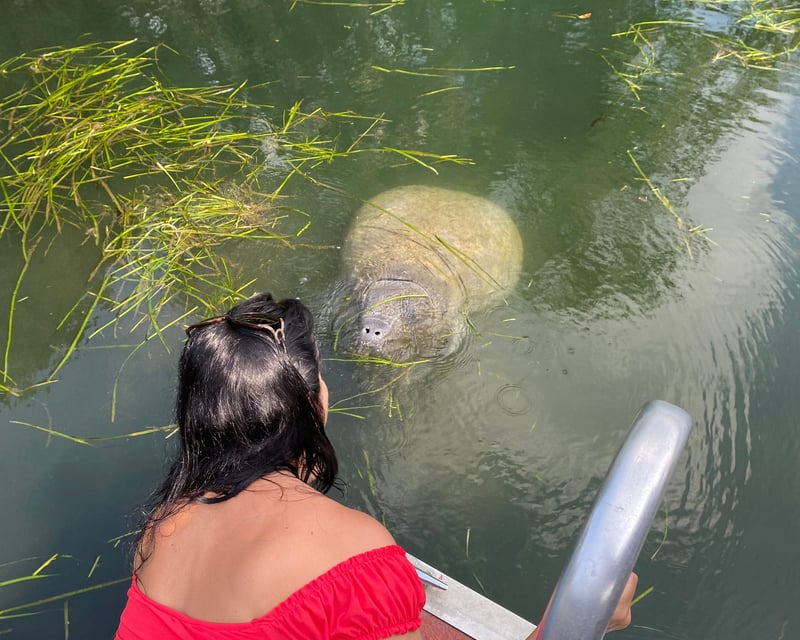 Kings Bay Manatee Sightseeing Cruise