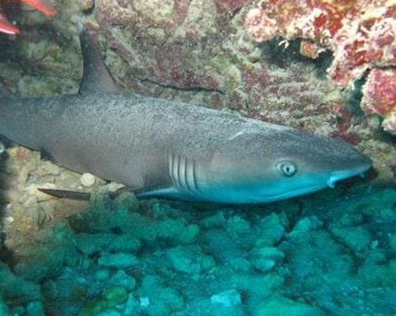 2-Tank Wreck & Reef Scuba Dive in Honolulu
