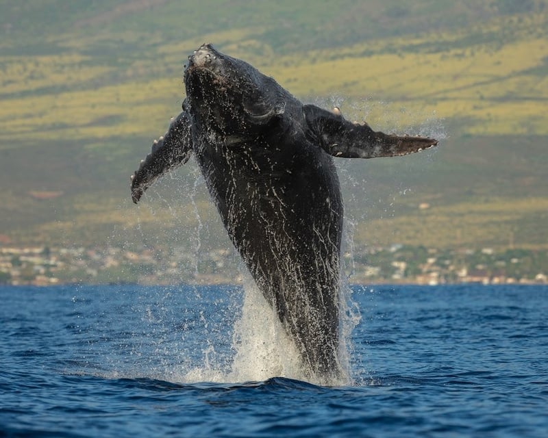 Eye-Level Whale Watch Eco-Raft Tour in Lahaina