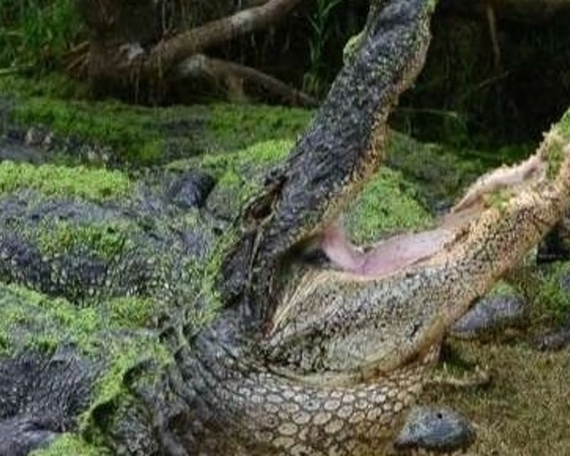 Moss Point Airboat & Walking Tour