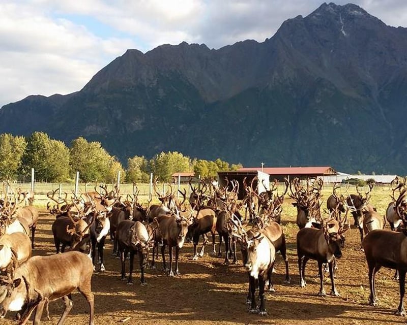 Self-Guided Reindeer Feeding in Palmer