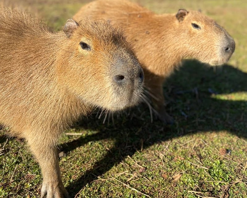 Up-Close Capybara Encounter in Hogansville, GA