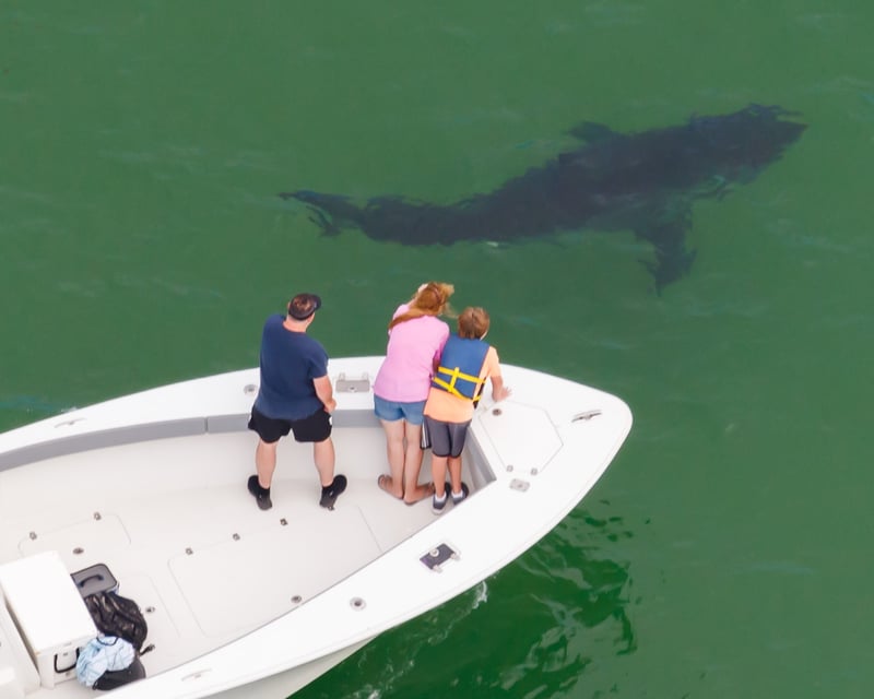 3-Hour Private Great White Shark Tour on Cape Cod