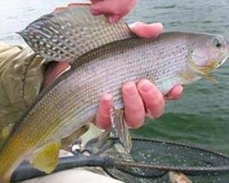 Guided Arctic Grayling Fly Fishing in Denali National Park