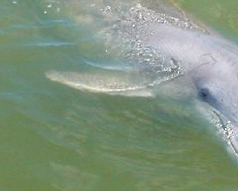 Private Dolphin Cruise in Hilton Head Island