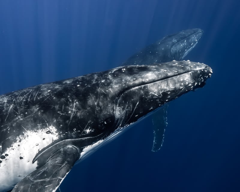 Whale Watching Zodiac Tour in Waikiki, Oahu