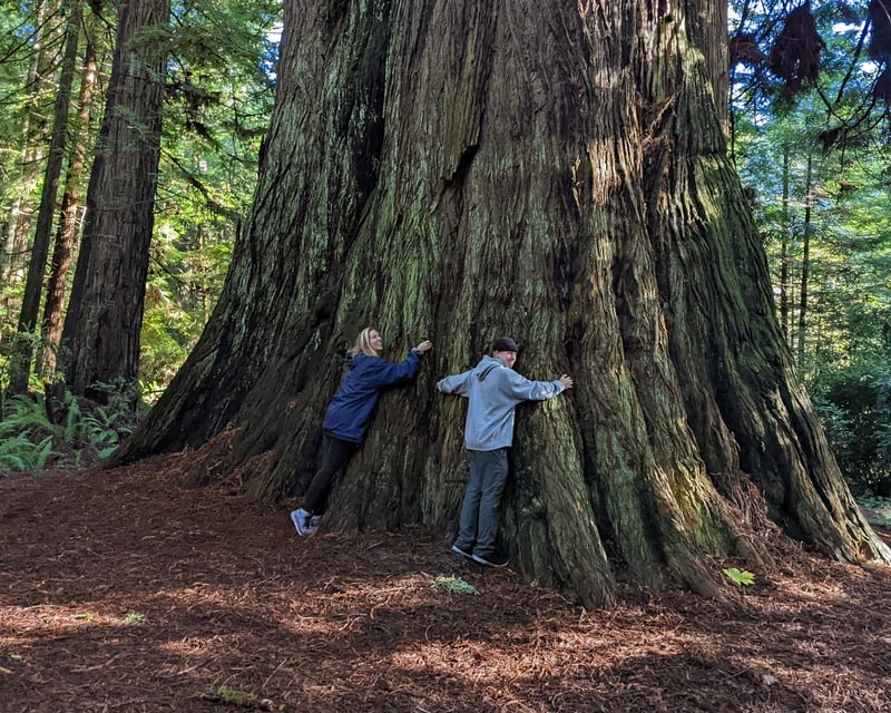 Old-Growth Redwood Guided Hike in Prairie Creek Redwoods