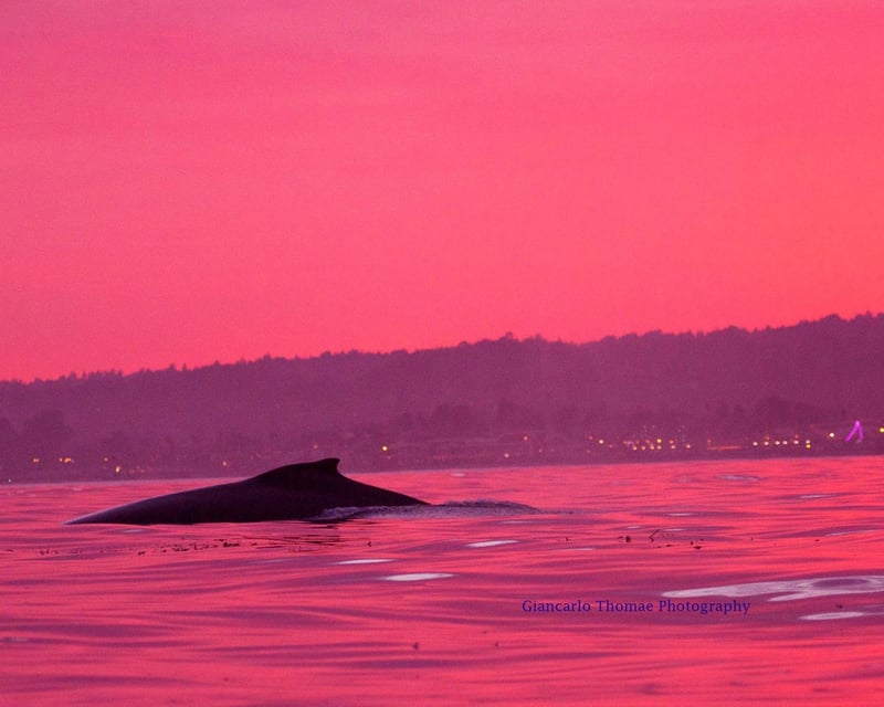 Sunset Paddleboard Rental at Santa Cruz Harbor