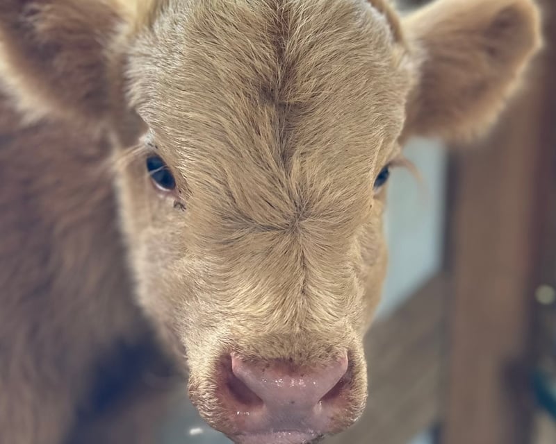 Baby Mini Highland Cow Encounter in Jefferson