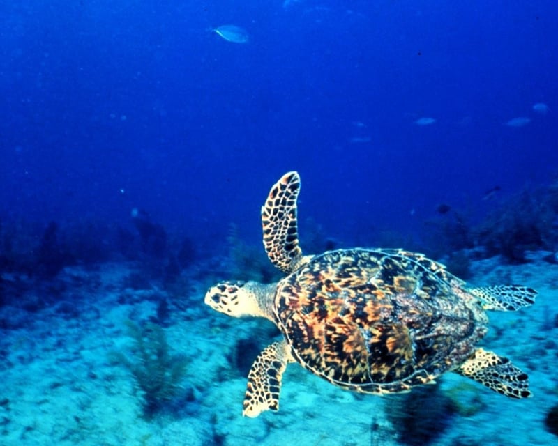 Private Key West Sail & Snorkel Charter