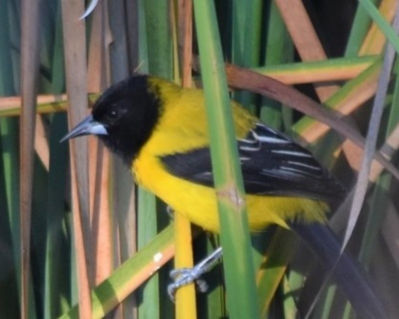 Private Half-Day Birding Tour in Texas